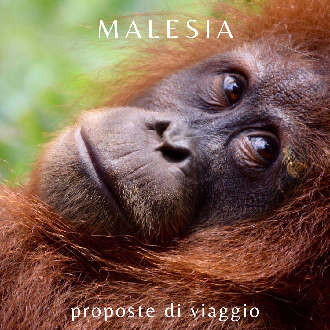 Malesia-proposta-2 Offerte